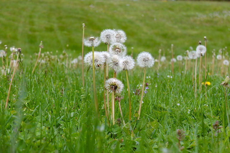 Close-up of white dandelion flower on field