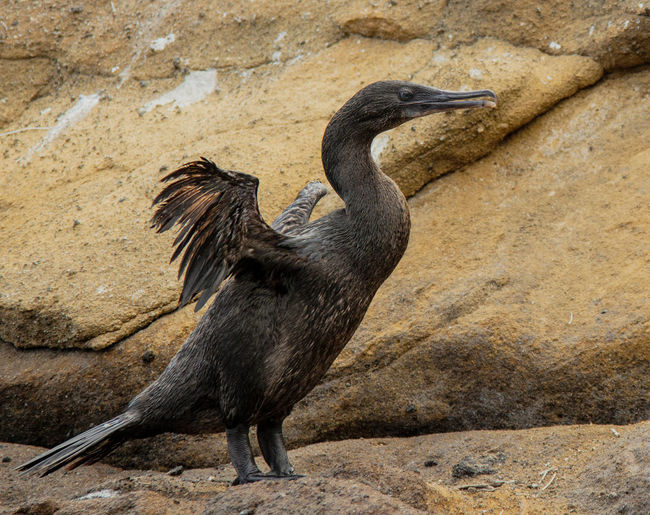 Side view of bird standing on rock at zoo