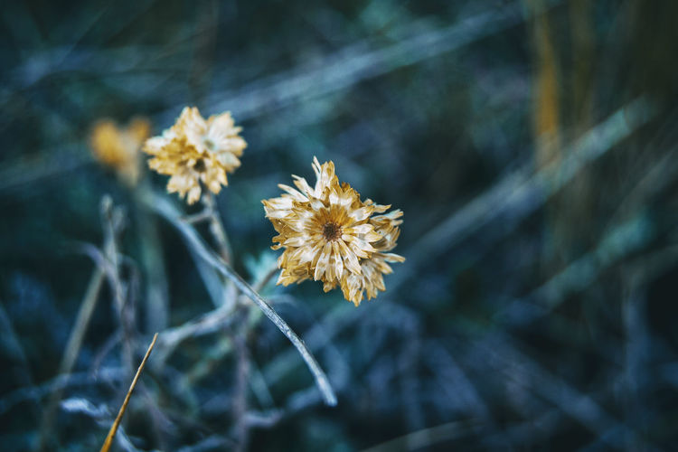 Helichrysum flower in nature outdoors, close up view and totally dry