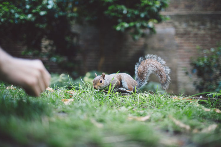Cropped hand of person by squirrel on grassy field