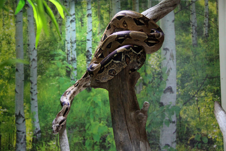 Boa constrictor on tree at zoo