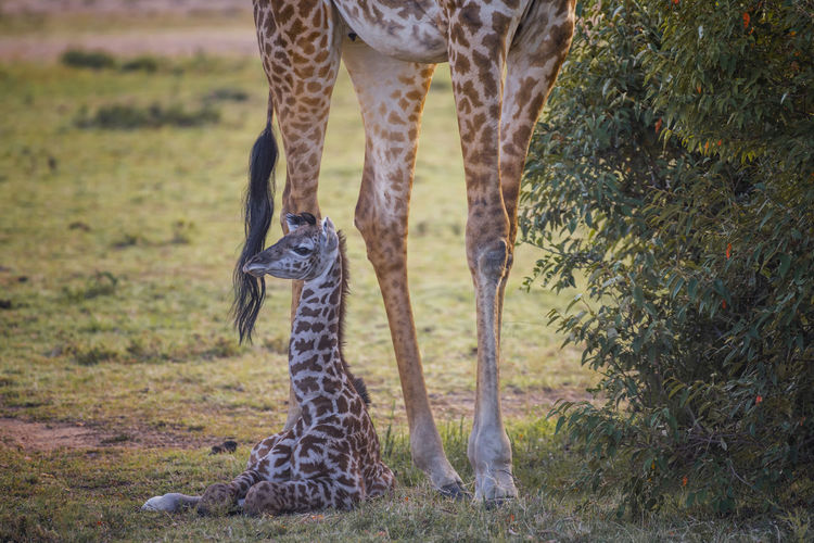 Giraffe family on field