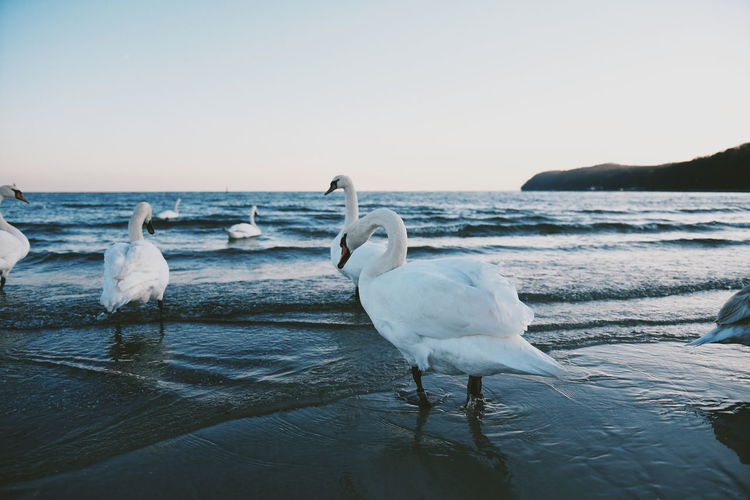 Swans on beach against clear sky