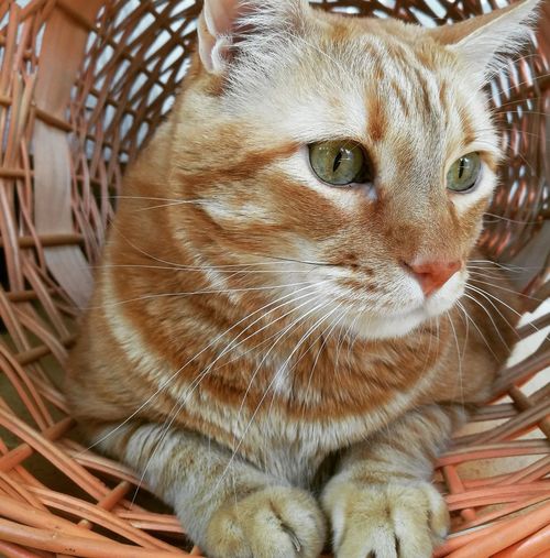Close-up of a cat looking away