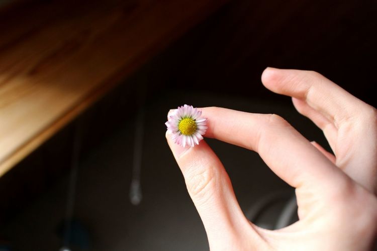 Close-up of hand holding daisy