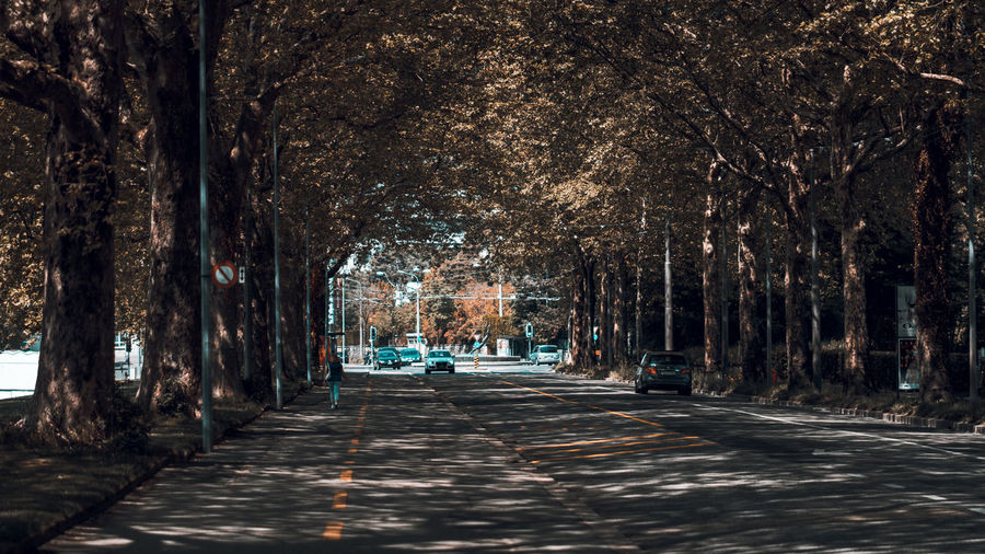 Street amidst trees in city