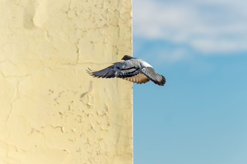 Low angle view of a bird flying against wall