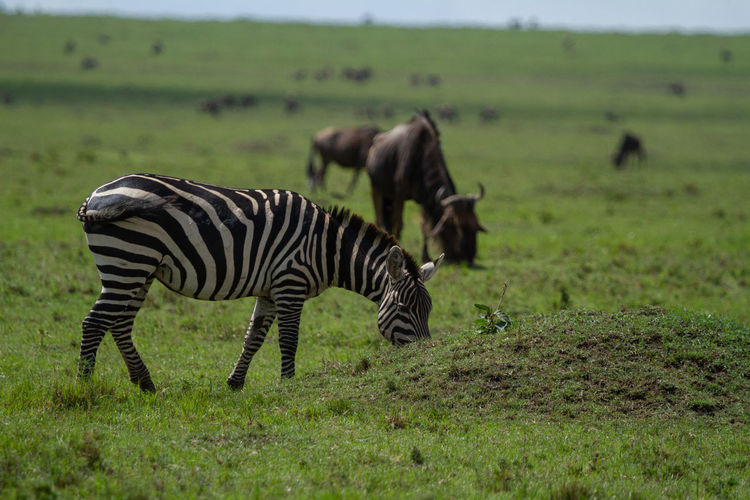 Zebras grazing in a field
