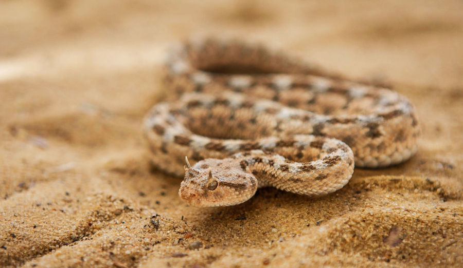 Close-up of snake on land