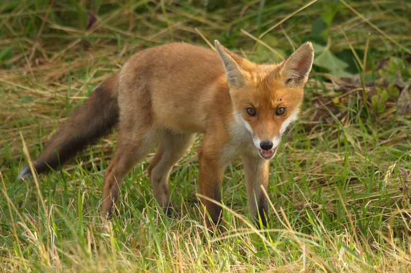 Portrait of fox pup standing on grassy field