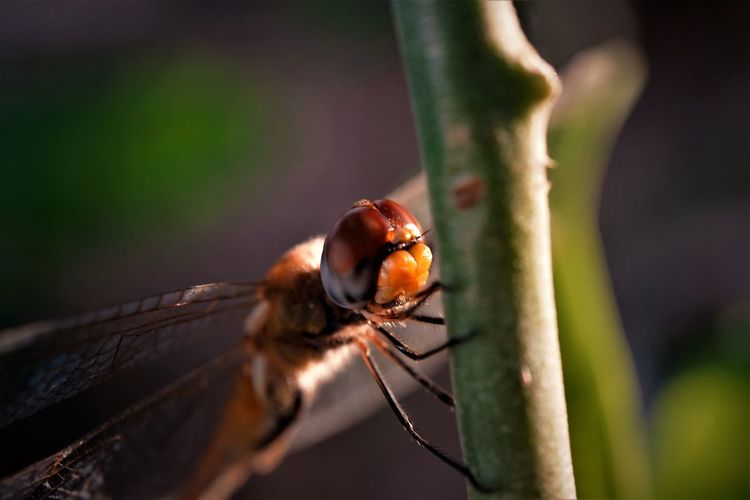 Close-up of dragonfly insect