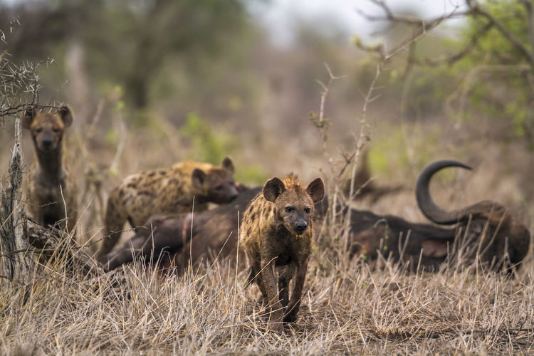 High angle view of hyena eating dead animal in forest