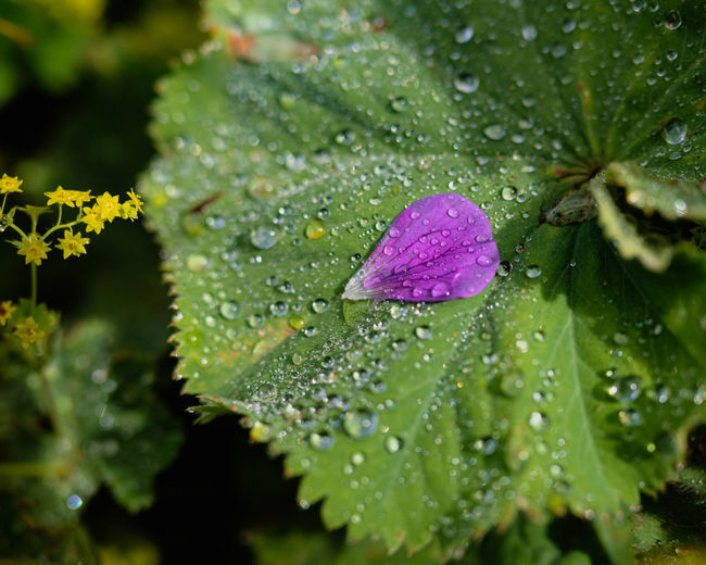 Close-up of wet purple flower on rainy day