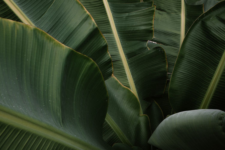 Close-up green banana leaves background