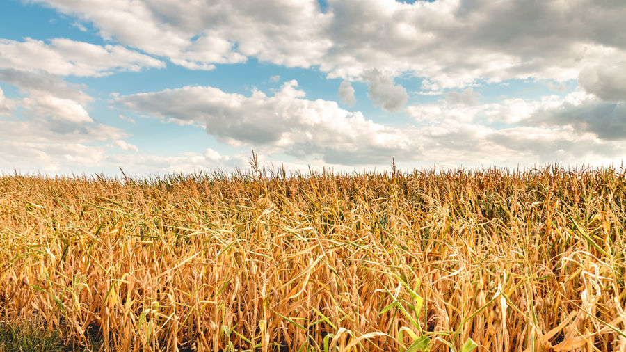 View of stalks in field against cloudy sky