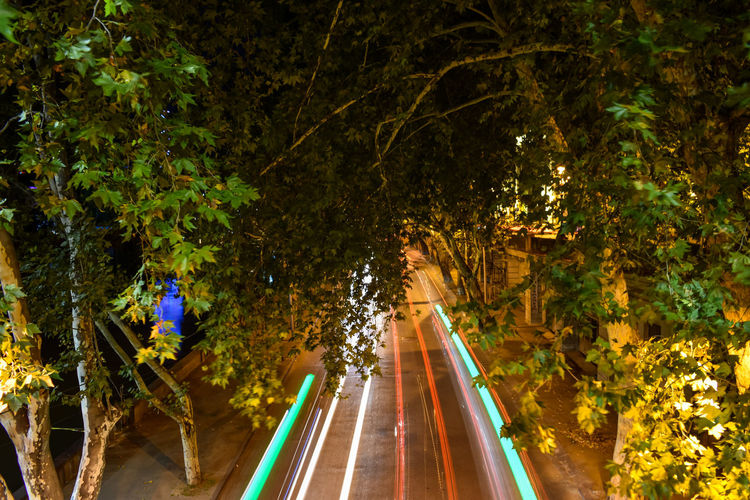 Light trails on road amidst trees in city at night