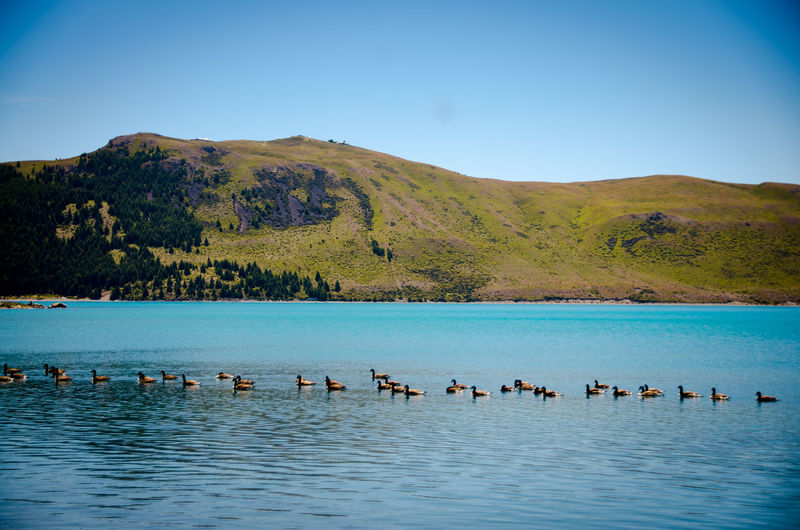 Flock of birds in lake against mountains