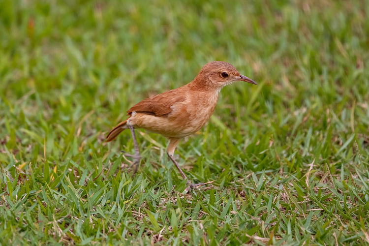 Close-up of bird on grassy field