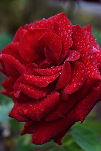 Close-up of wet red rose