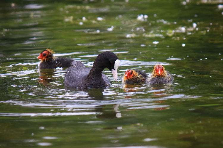 Coots swimming in lake