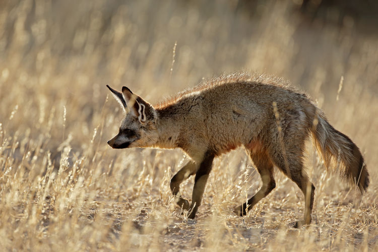Side view of bat-eared fox walking on ground