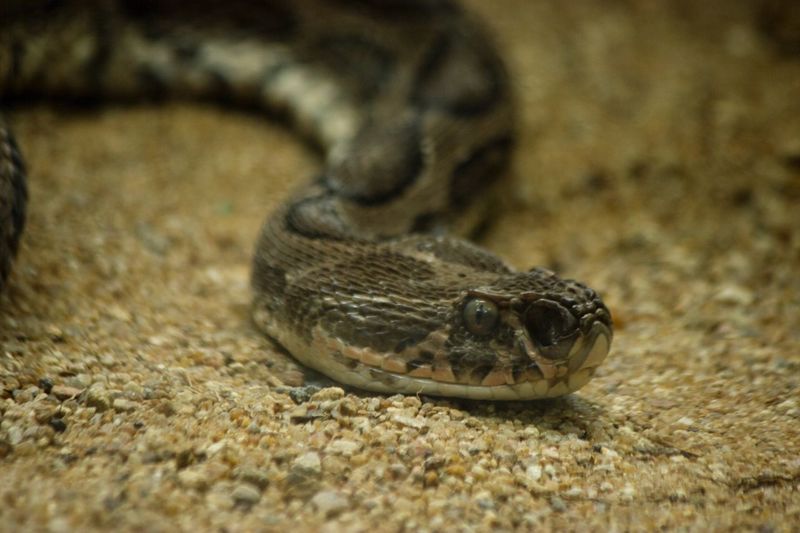 Close-up of russell viper at beach