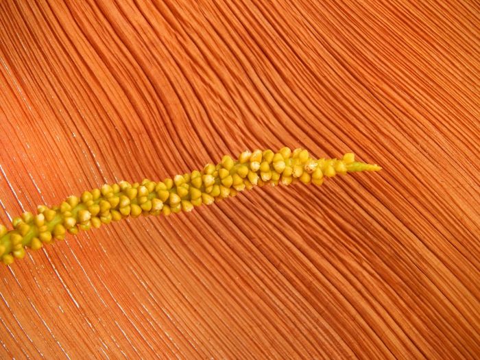 Close-up of plant against wood