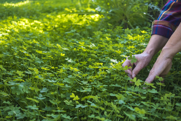 Midsection of man plucking clover leaf at field