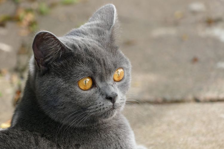 Close-up of shorthair cat
