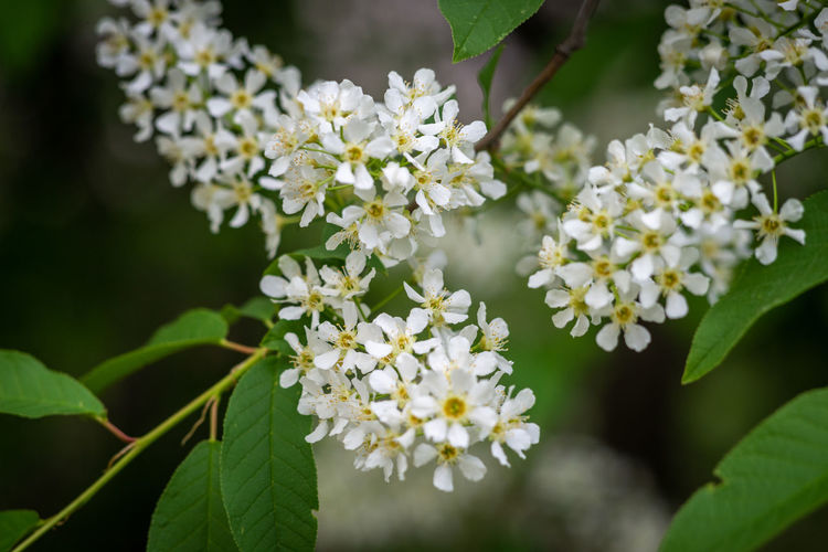 Close-up of white flowering plant