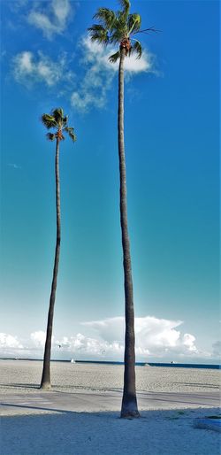 Coconut palm trees on beach against blue sky