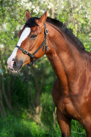 Horse standing on field