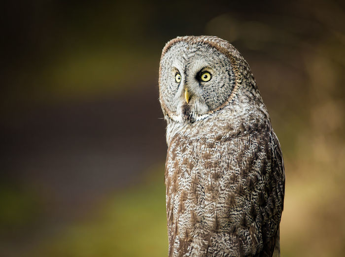 Close-up of great gray owl