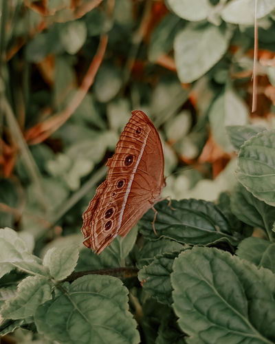 Close-up of butterfly on dry leaves