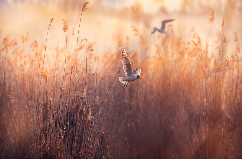 Birds flying over reeds