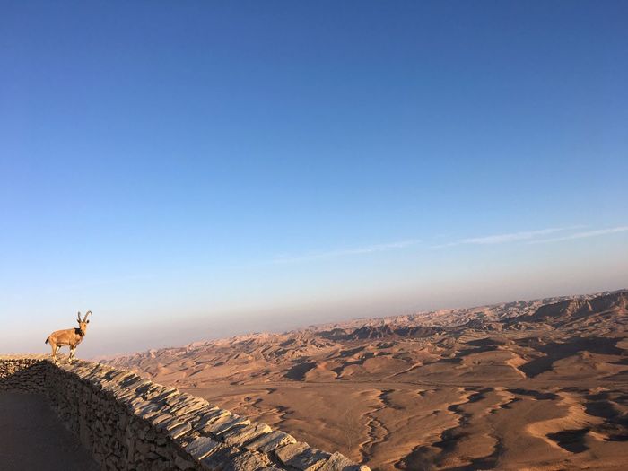 Scenic view of desert against clear blue sky