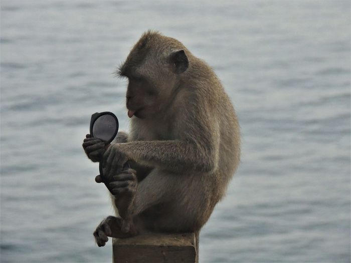 Monkey looking away while standing on lake