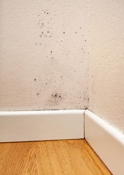 Close up of black mold in the room corner.