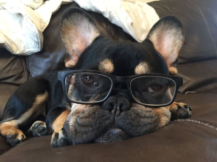 French bulldog wearing eyeglass on sofa at home