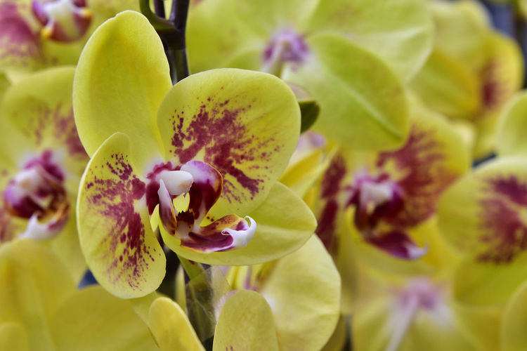 Close-up of yellow orchid