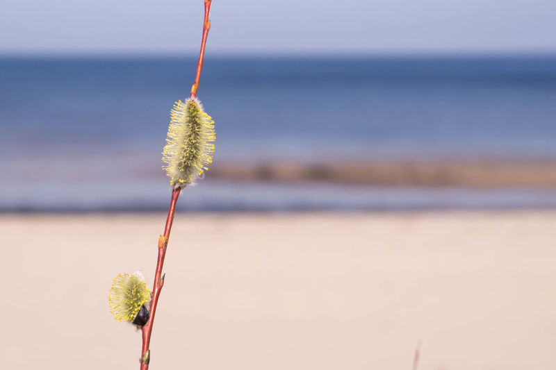 Close-up of plant at beach against sky