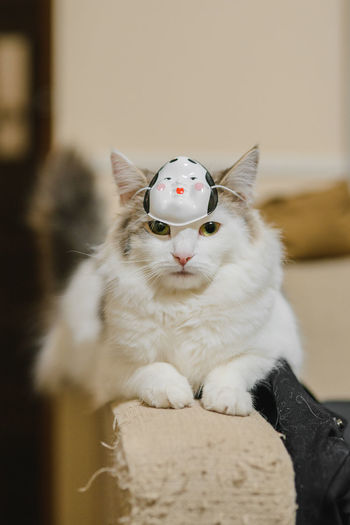 Cat wearing a mask