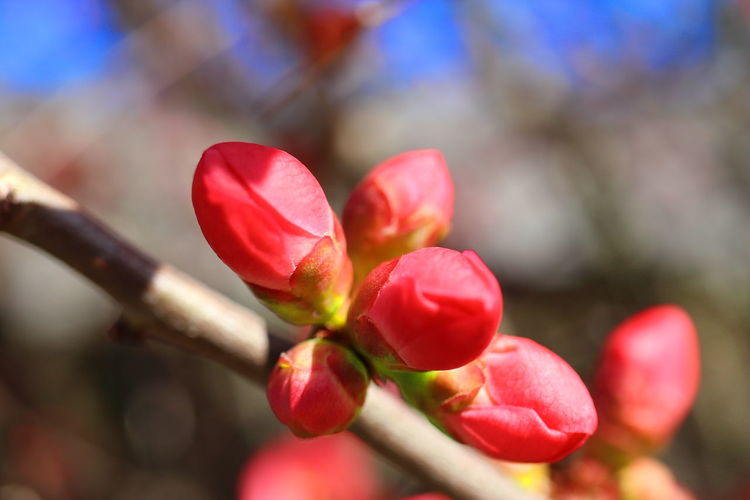 Close-up of red flower buds on branch