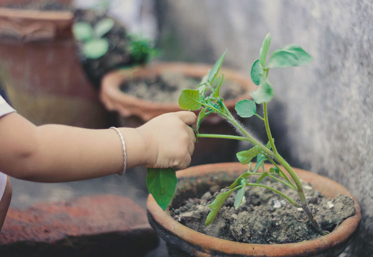 Cropped hand holding potted plant