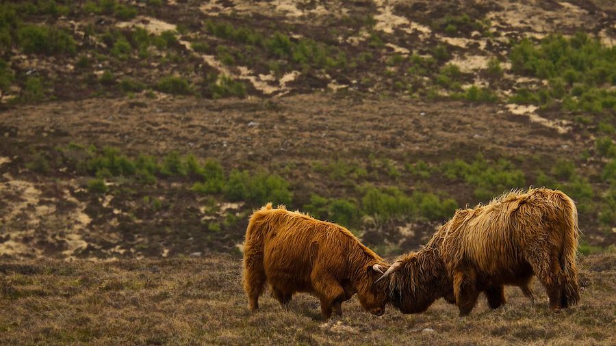 View of yaks fighting with each other