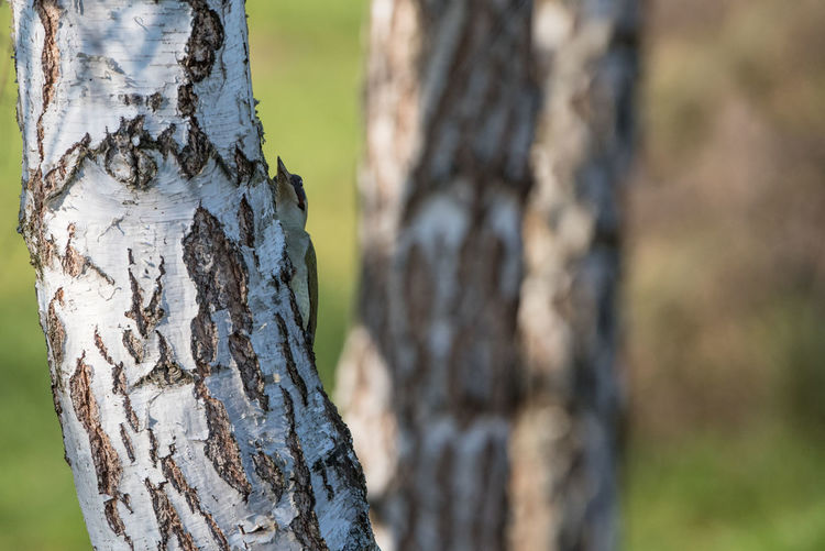 Close-up of tree trunk