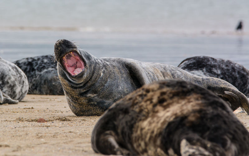 Seals at beach