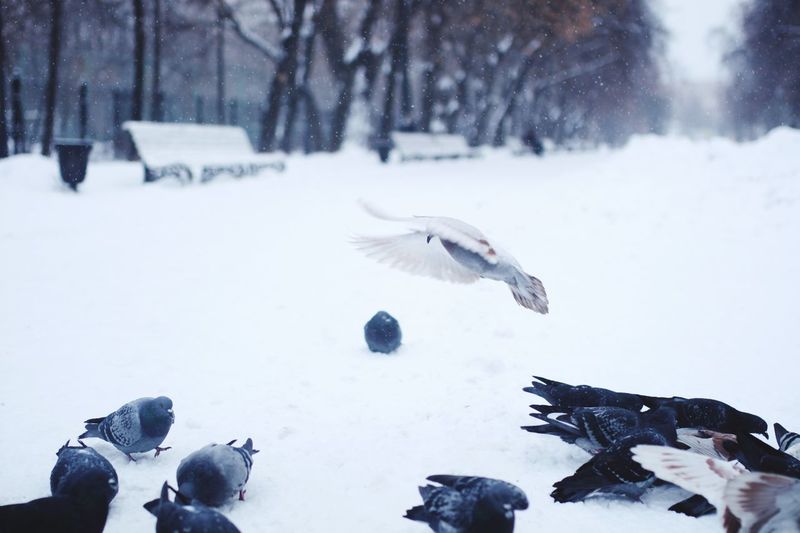 View of birds in winter
