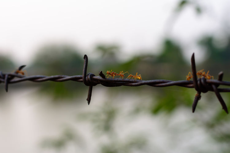 Close-up of ants on barbed wire