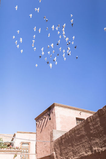 Low angle view of birds flying by building against blue sky